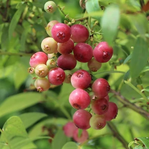 Vaccinium corymbosum 'Pink Lemonade' / Rózsaszín termésű áfonya bokor