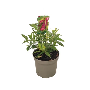 Vaccinium corymbosum 'Pink Lemonade' / Rózsaszín termésű áfonya bokor