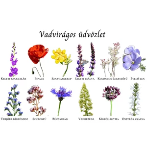 Vadvirágos üdvözlet képeslap