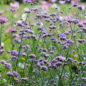 Verbena bonariensis / Ernyős verbéna