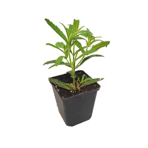 Verbena bonariensis / Ernyős verbéna