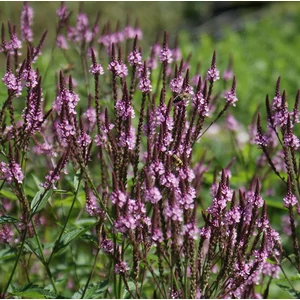 Verbena hastata 'Pink Spires' / Lándzsalevelű verbéna