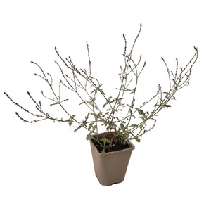 Verbena officinalis 'Bampton' / Orvosi vasfű