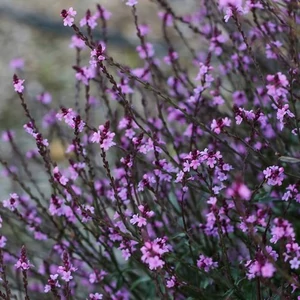 Verbena officinalis 'Bampton' / Orvosi vasfű