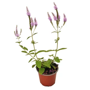 Veronica longifolia 'First Match' / Lila virágszínű veronika