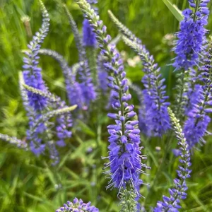 Veronica spicata / Macskafarkú veronika