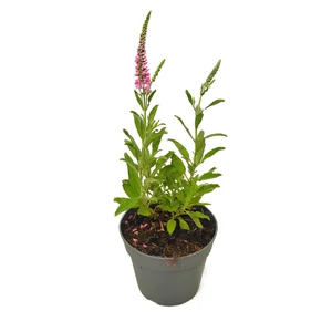 Veronica spicata 'Bubblegum Candles' / Rózsaszín virágszínű macskafarkú veronika