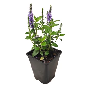 Veronica spicata 'Candela Blue' / Liláskék virágszínű macskafarkú veronika