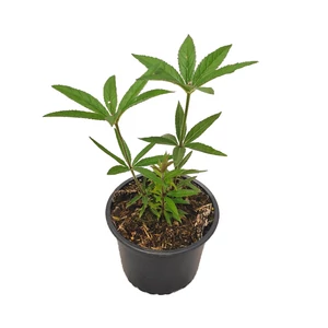 Veronicastrum virginicum 'Lavendelturm' / Lila virágú virginiai veronika