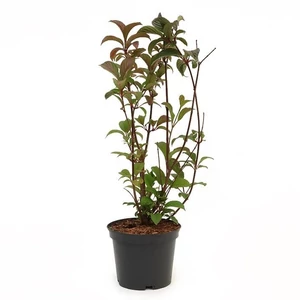 Viburnum x bodnantense / Kikeleti bangita