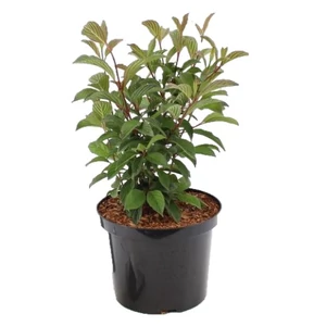 Viburnum x bodnantense 'Dawn' / Kikeleti bangita