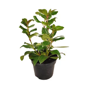 Viburnum davidii / Törpe bangita