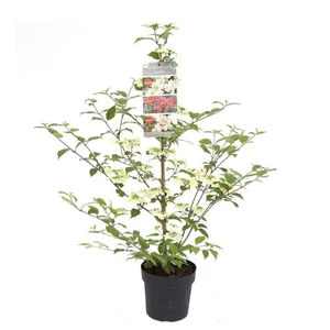 Viburnum plicatum 'Kilimanjaro' / Fehér - rózsaszín virágú redőslevelű bangita