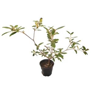 Viburnum x pragense / Prágai bangita