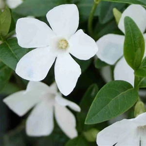 Vinca minor 'Alba' / Fehér virágszínű kis meténg
