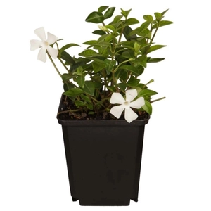 Vinca minor 'Alba' / Fehér virágszínű kis meténg