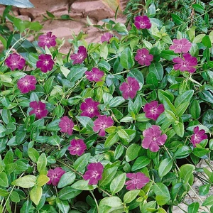Vinca minor 'Atropurpurea' / Kis meténg