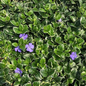 Vinca minor 'Ralph Shugert' / Tarka levelű kis meténg