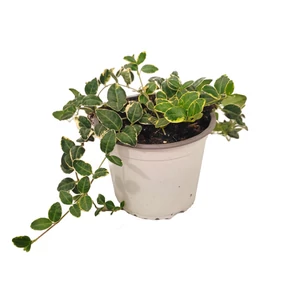 Vinca minor 'Ralph Shugert' / Tarka levelű kis meténg