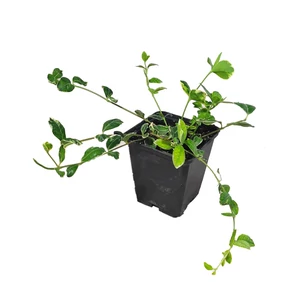 Vinca minor 'Ralph Shugert' / Tarka levelű kis meténg