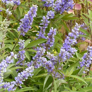 Vitex agnus-castus 'Latifolia" / Illatos barátcserje