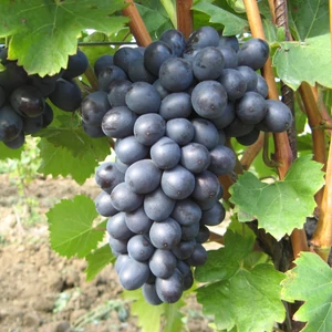 Vitis x 'Nero' / 'Néró' konténeres csemegeszőlő oltvány