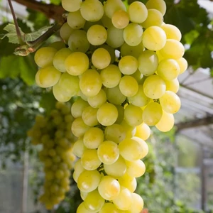 Vitis x 'Szőlőskertek királynője' / 'Szőlőskertek királynője' konténeres csemegeszőlő oltvány