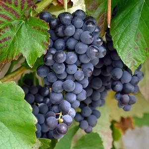 Vitis x 'Vénusz' / 'Vénusz' konténeres magnélküli csemegeszőlő oltvány