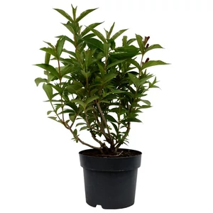 Weigela florida 'Alba' / Fehér virágú rózsalonc