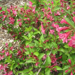 Weigela florida 'Pink Princess' / Rózsalonc