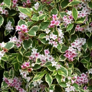 Weigela florida 'Variegata' / Tarkalevelű rózsalonc