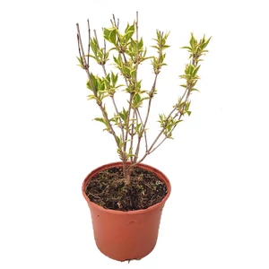 Weigela florida 'Variegata' / Tarkalevelű rózsalonc