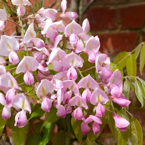 Wisteria brachybotrys 'Showa Beni' / Rózsaszín virágú lilaakác 