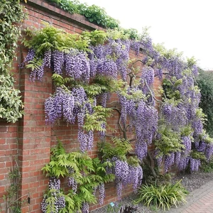 Wisteria floribunda 'Black Dragon' / Lilaakác