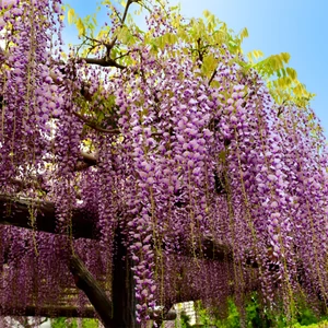 Wisteria floribunda 'Rosea' / Rózsaszín virágú lilaakác