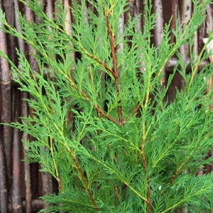 xCupressocyparis leylandii / Leylandi ciprus