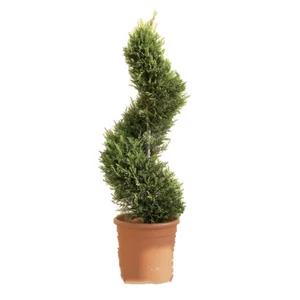 xCupressocyparis leylandii 'Castlewellan Gold' spiralis / Leyland ciprus 'Castlewellan Gold' spirál