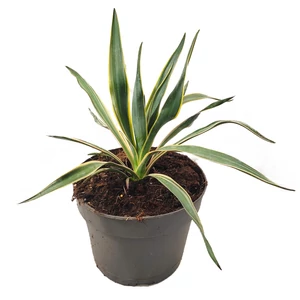 Yucca gloriosa 'Variegata' / Tarka levelű pálmaliliom
