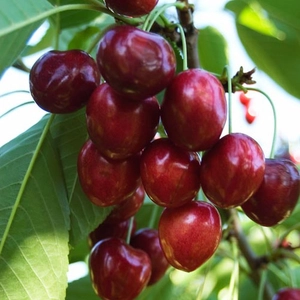 Prunus avium 'Linda' / 'Linda' cseresznyefa