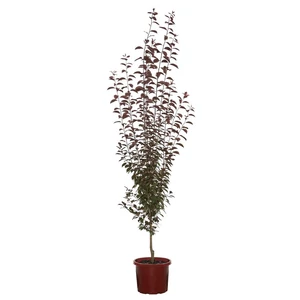 Prunus cerasifera 'Purple Pointe' / Oszlopos vérszilva fa