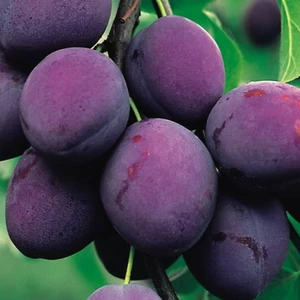 Prunus domestica 'President' / 'President' szilvafa