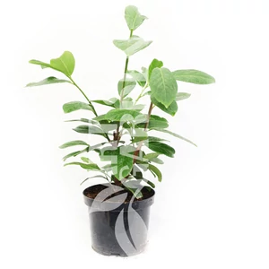 Prunus laurocerasus 'Novita' / Babérmeggy