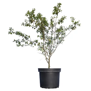 Prunus spinosa / Kökény