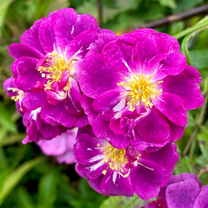 Rosa 'Purple Skyliner' / Lila virágú futó-kúszó rózsa