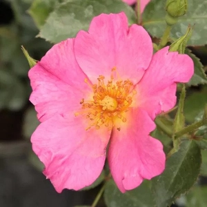 Rosa 'Barbie' / Világosrózsaszín virágú oltott rózsatő