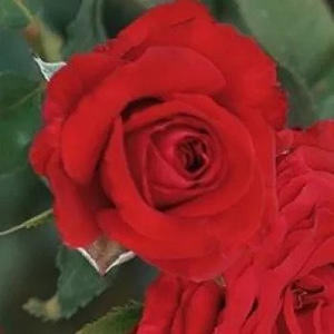 Rosa 'Carmine' / Vörös virágú teahibrid oltott rózsatő