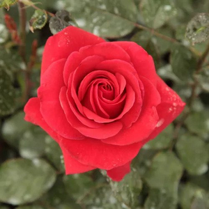 Rosa 'Corrida' / Vörös virágú teahibrid rózsatő