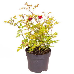 Rosa x polyantha 'Rubinia' / Talajtakaró rózsa (vörös)