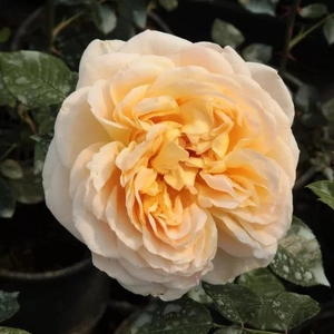 Rosa 'Felidaé' / Sárga virágú oltott rózsatő