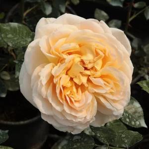 Rosa 'Felidaé'
